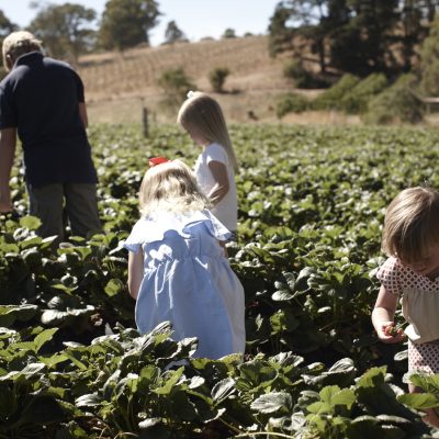 Strawberries_Pick_Your_Own