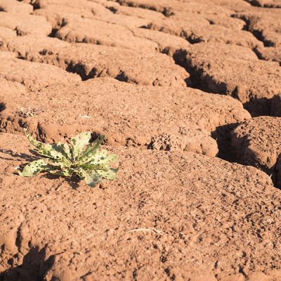 Green plant on cracked dry earth. Drought. Water scarcity. Changing of the climate