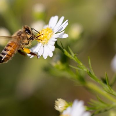 daisy-8259033_640