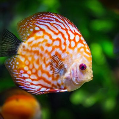 discus-fish-1943755_640