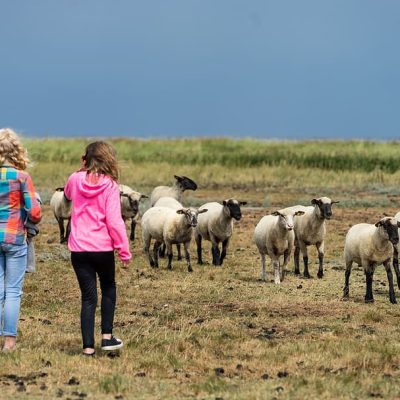 north-sea-children-sheep-beach